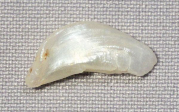 Antique Natural Pearl - 1.02 cts.