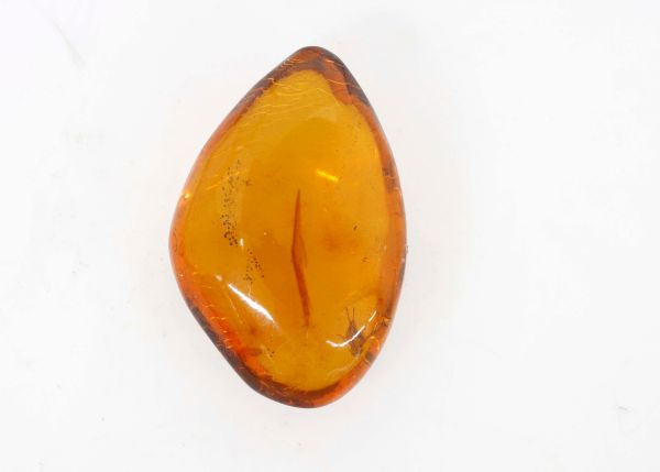 fossil amber with insects