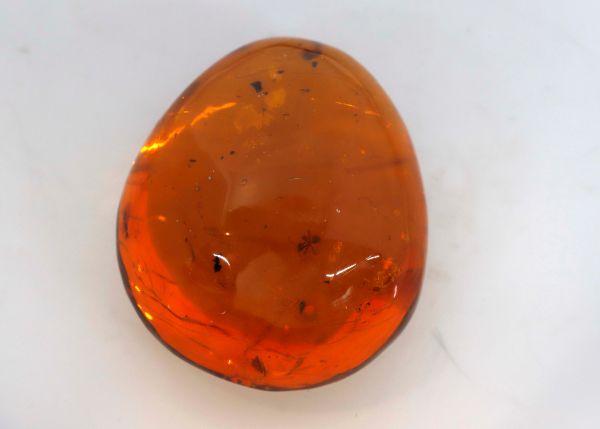 Natural Amber with Insects