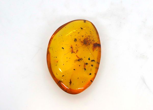 Fossil Amber with Insects