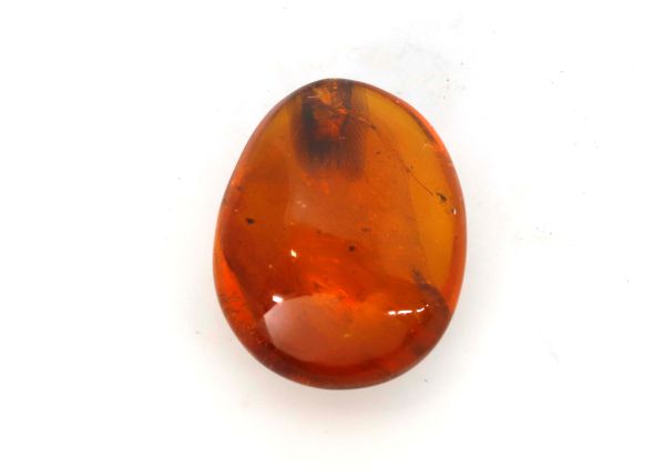 Fossil Insects in Amber