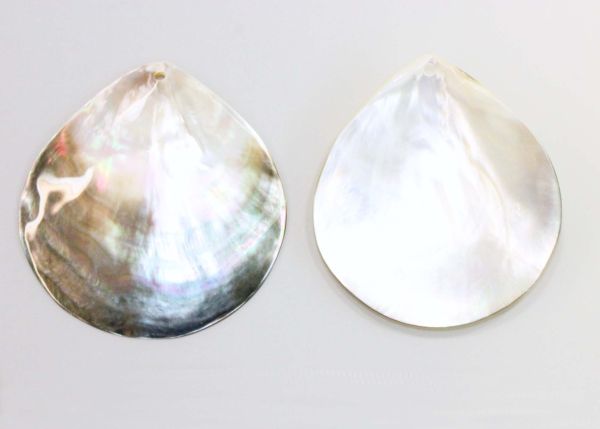 Shell Pendants - 50-70mm