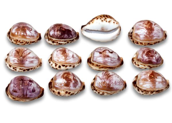 Cowrie Shells - 1 dz