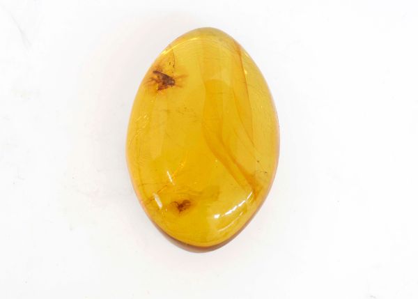 Fossil Amber with Insects