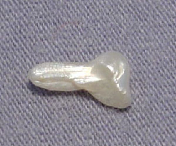 Antique Natural Pearl - 0.45 ct.