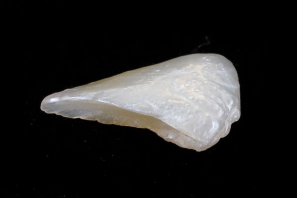 Antique natural pearl 
 