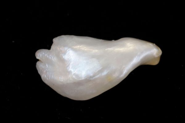 pigeon pearl