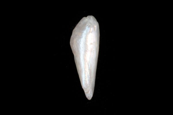 Antique Natural Pearl - 0.26 ct.