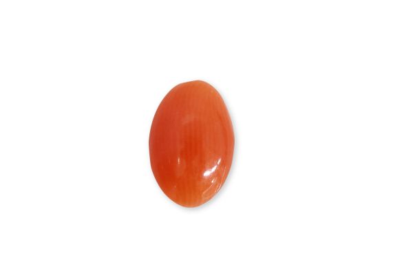 Wholesale Oxblood Coral Cabochon