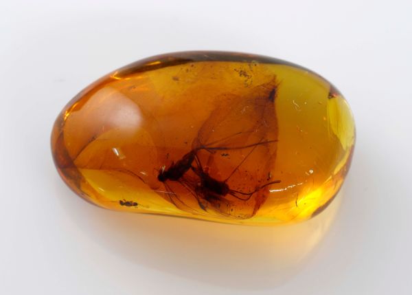 Natural Amber Fossil with Insects, 8 gr. - 22.2x36.7mm