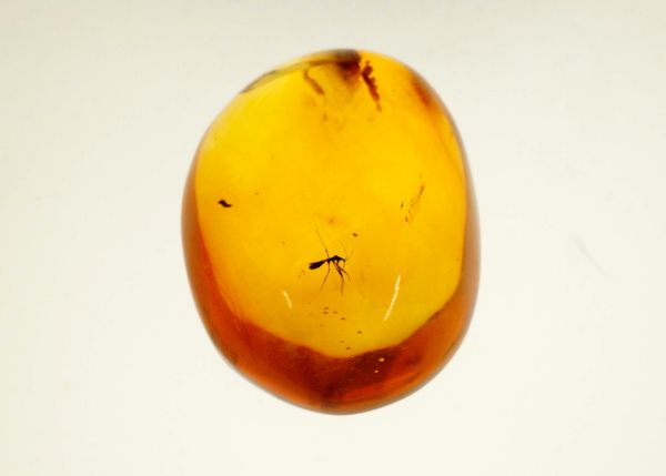 Natural Amber Fossil with Insects, 7 gr. - 27.75x37.7mm