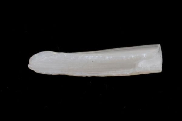 penis pearl