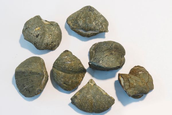 Pyrite Brachiopods