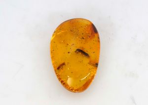 Natural Amber Fossil with Insects, 1.59 gr. - 14.7x22.5mm